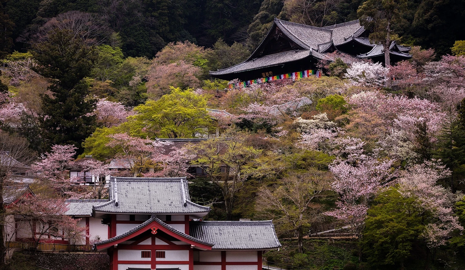 位于山上的长谷寺,可见错落的山头上有着层层的樱花