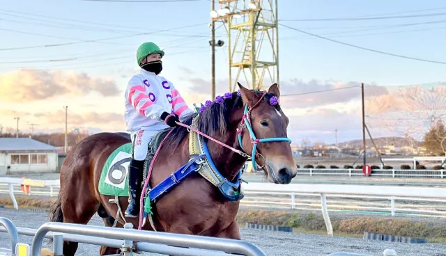 日高白馬矯健好騎、十勝馬車夠浪漫！北海道騎馬遊景點、美食清單 的縮圖