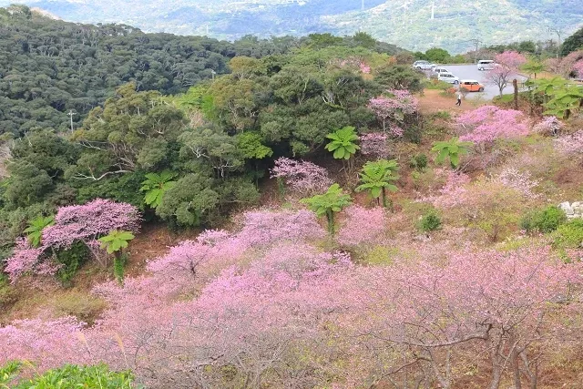 2026冲绳樱花7选：全日本最早！八重岳樱之森公园、名护城公园赏樱必看