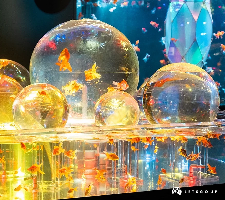 圓形與方形水缸裡養滿金魚
