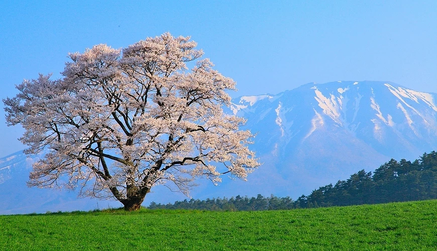 小岩井牧場的「一本櫻」,背景為岩手山