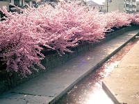 2026河津櫻2月開花！舊中川超美、靜岡伊豆櫻花祭必看【賞櫻景點9選】 的縮圖