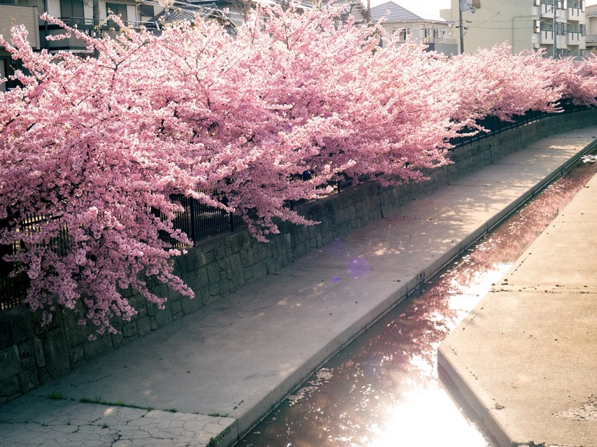 2026河津樱已开花！2月必到旧中川、静冈伊豆樱花祭【赏樱景点9选】