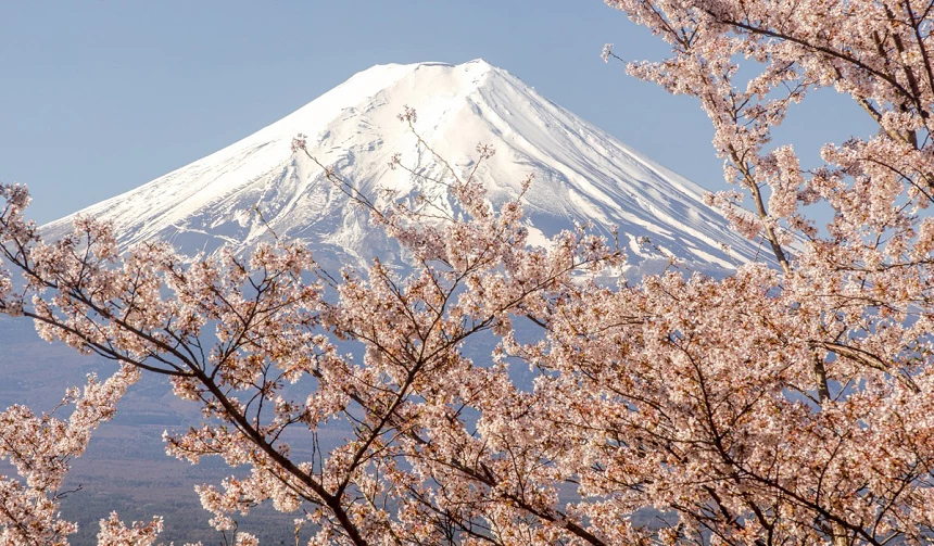 【1/28最新】2026日本樱花预测最前线：赏樱开花、满开时期及景点整理