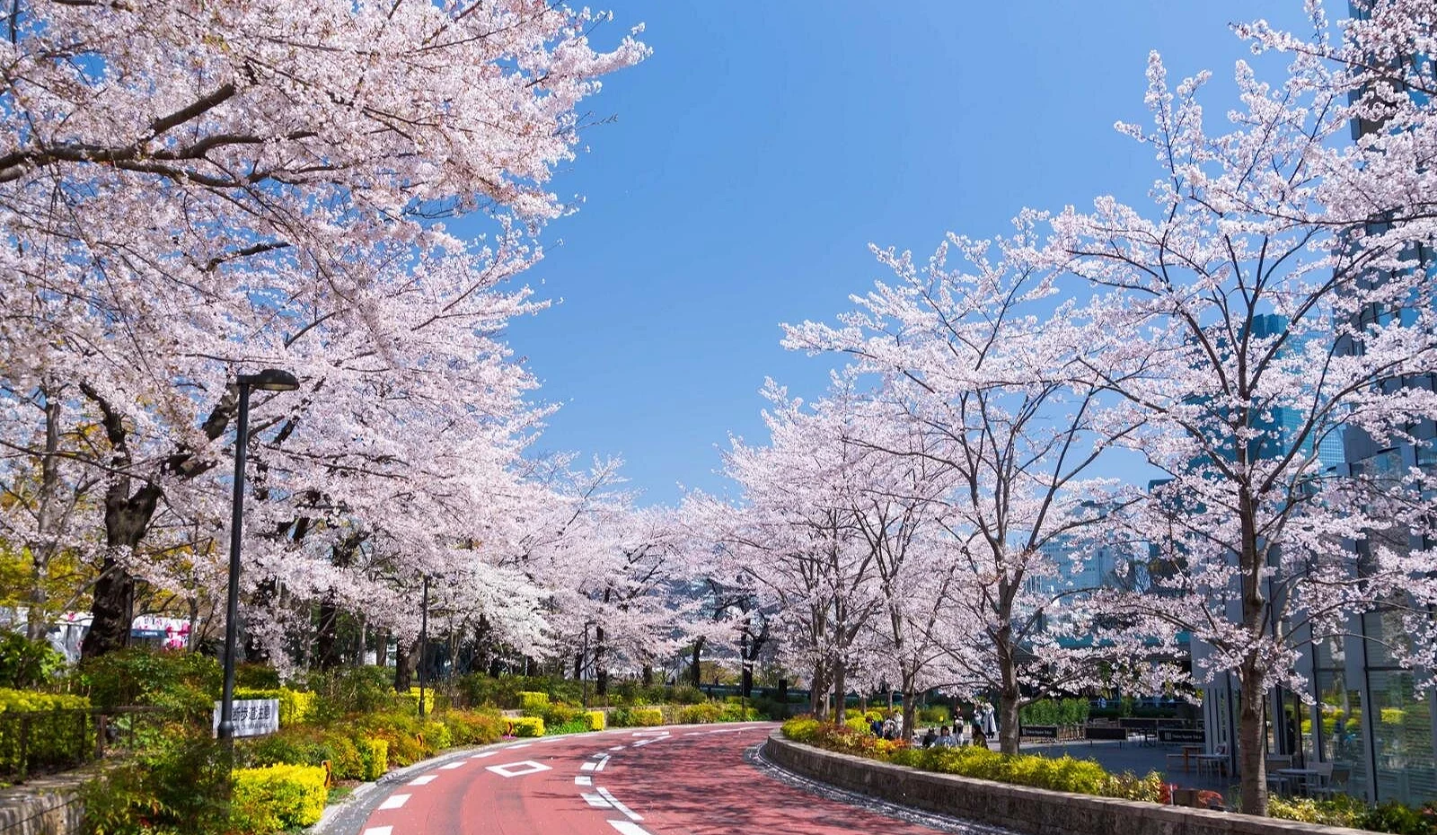 盛開的櫻花與紅色的街道