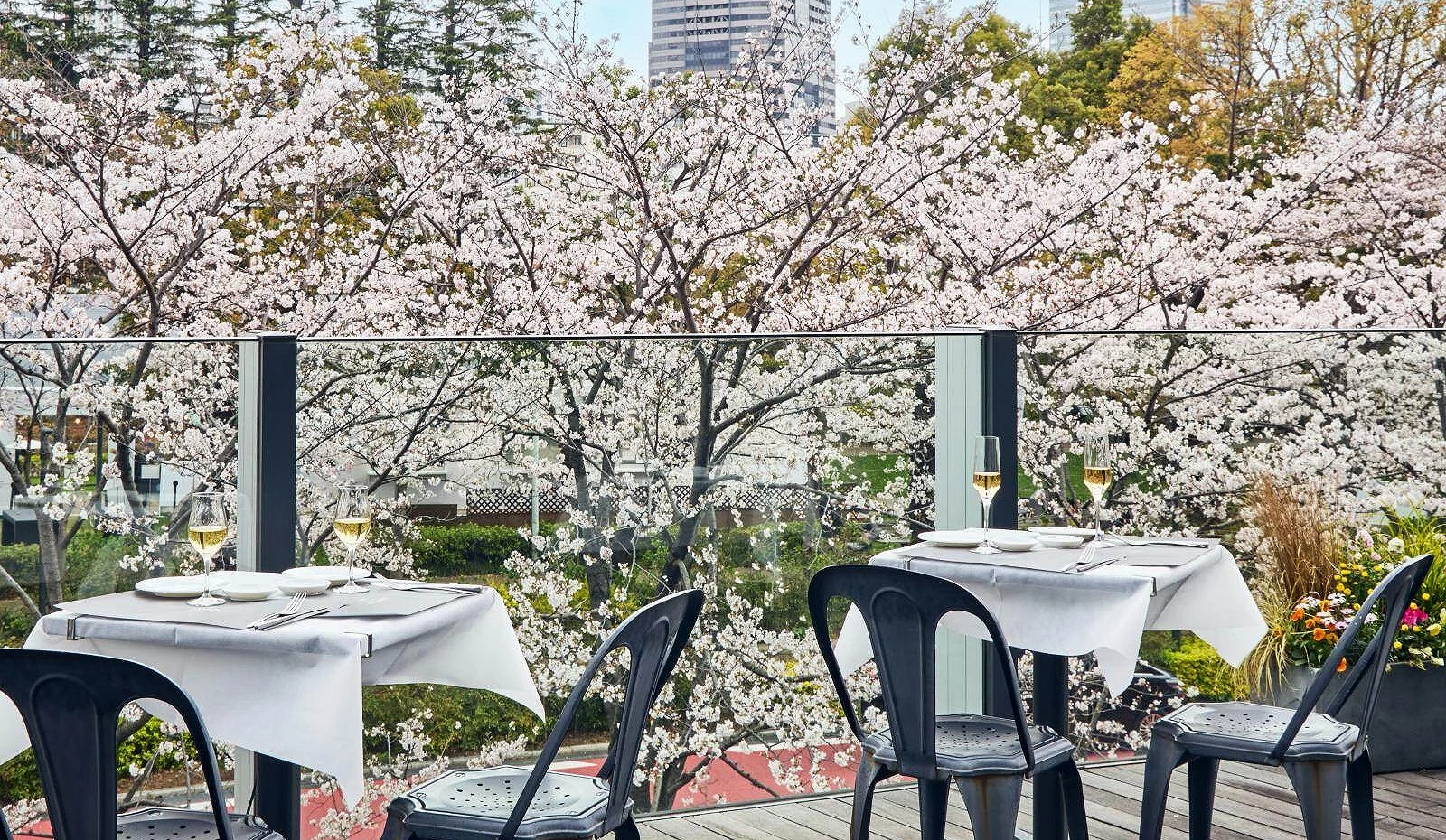 盛開的櫻花樹旁擺放著桌椅