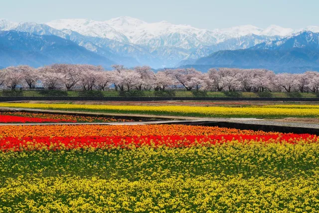 2026金澤櫻花推兼六園！富山春之四重奏、新潟彌彥公園【北陸櫻花14選】 的縮圖