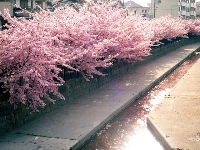 2026河津櫻2月開花！舊中川超美、靜岡伊豆櫻花祭必看【賞櫻景點9選】