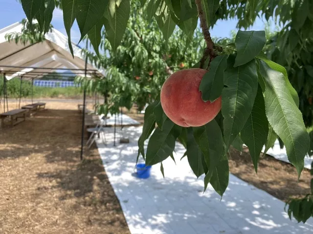 水蜜桃、清酒都勸敗！福島特產期間限定進駐漢神巨蛋、SOGO忠孝館