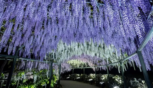 2026濱名湖花卉節3月揭開序幕：梅花、櫻花、紫藤花，9種花卉爭豔到6月