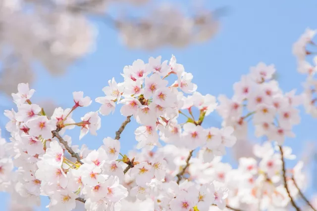 2026吉野櫻完全指南：特徵、顏色與常見櫻花品種差異【附10大景點推薦】