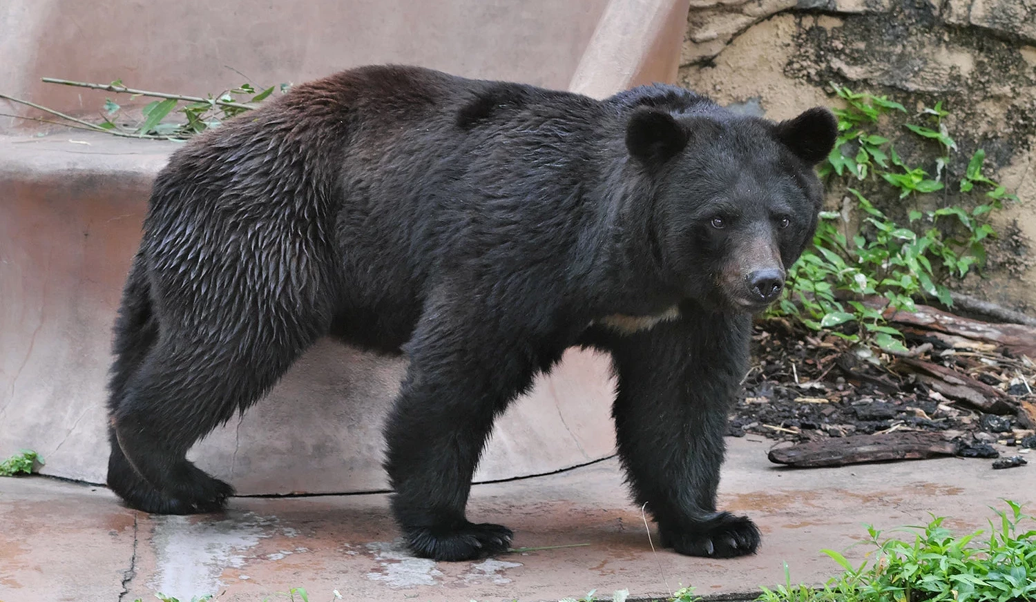 本州栖息的月轮熊