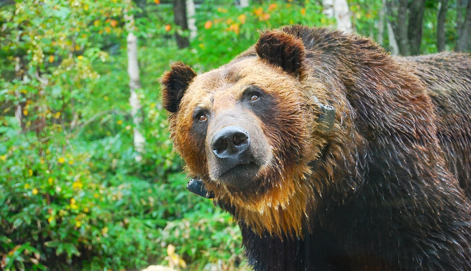 北海道栖息的棕熊