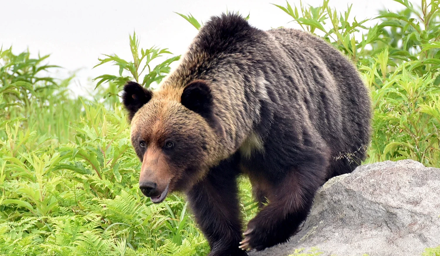 主要在北海道栖息的棕熊