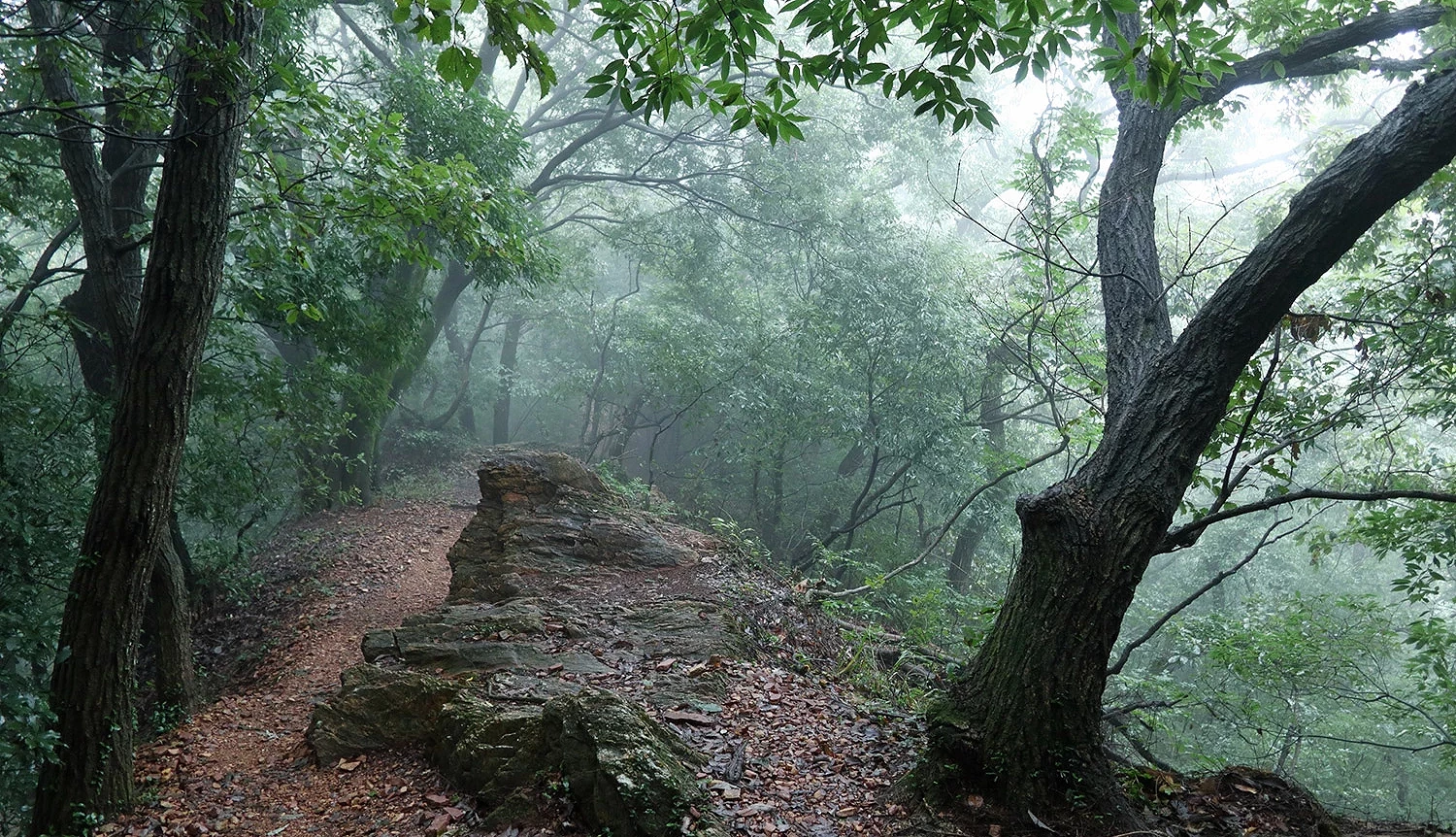 清晨有雾的林道