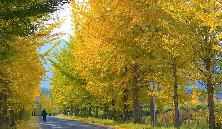 秋季神鍋高原的銀杏大道提供:日高神鍋観光協会