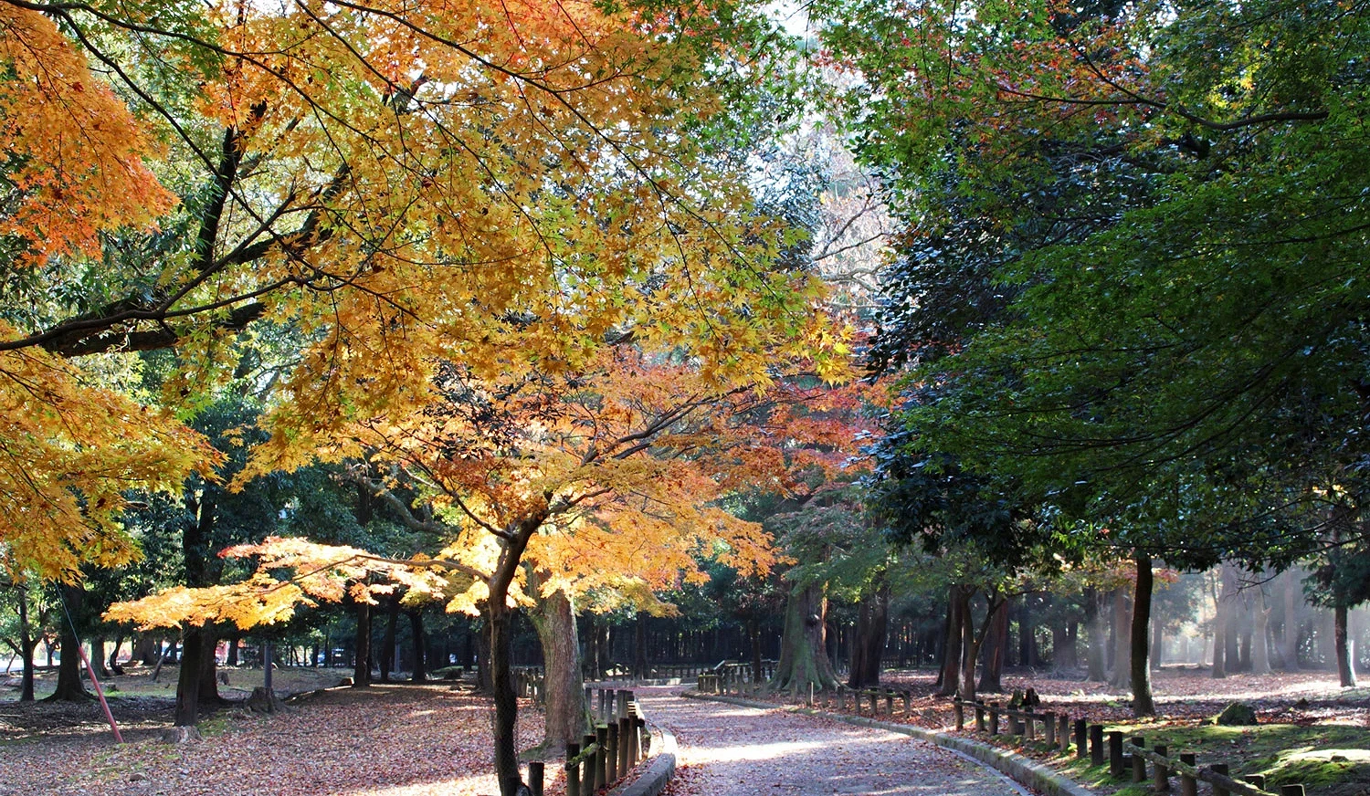 春日大社周边的红叶