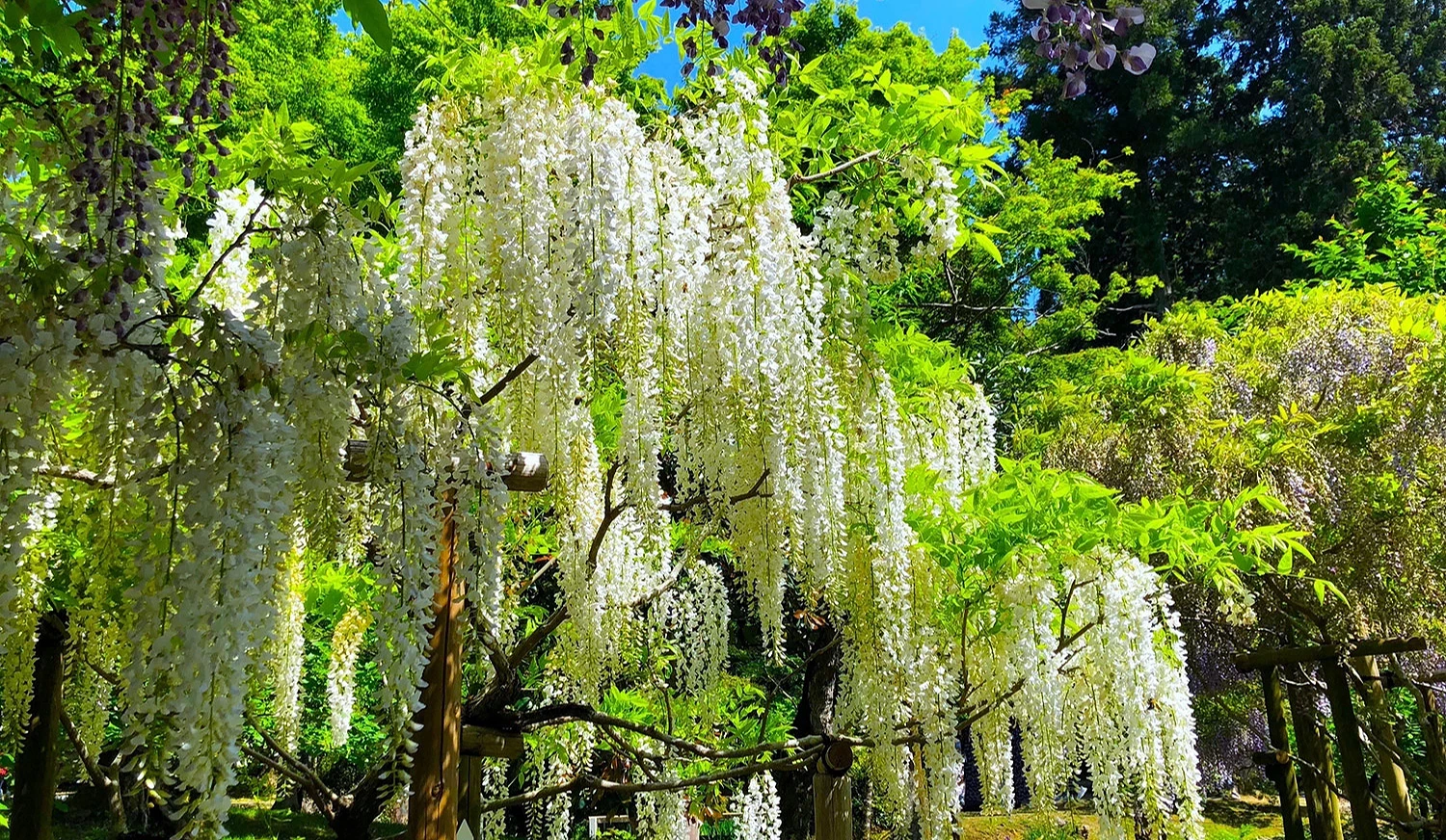 万叶植物园的白色藤花