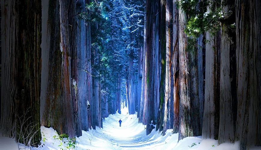 巨大杉木与雪景