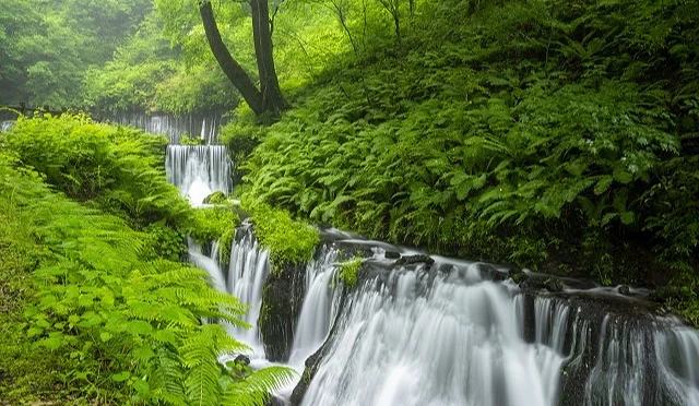 輕井澤白絲瀑布夏日景觀,翠綠蕨類覆滿溪谷兩側,瀑布分層流下形成細緻水幕,周圍被濃密森林包圍