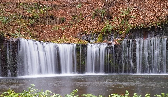 輕井澤白絲瀑布秋季景色,弧形水幕自岩壁垂落,後方山坡覆滿棕紅色落葉,前方為平靜水潭與綠色植物