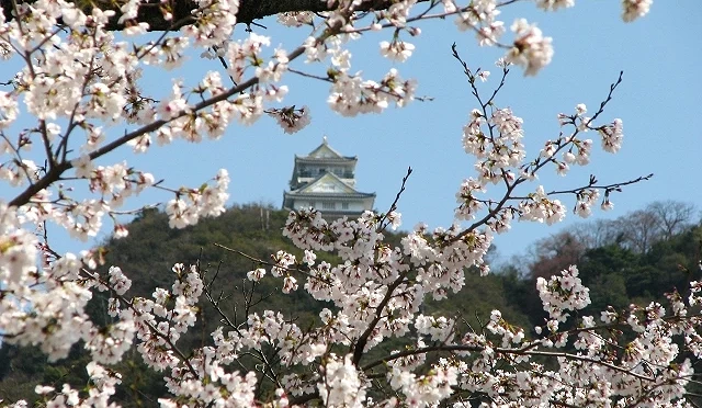 櫻花盛開的岐阜公園景色,前景為滿開櫻花,遠方可見金華山山頂的岐阜城天守閣