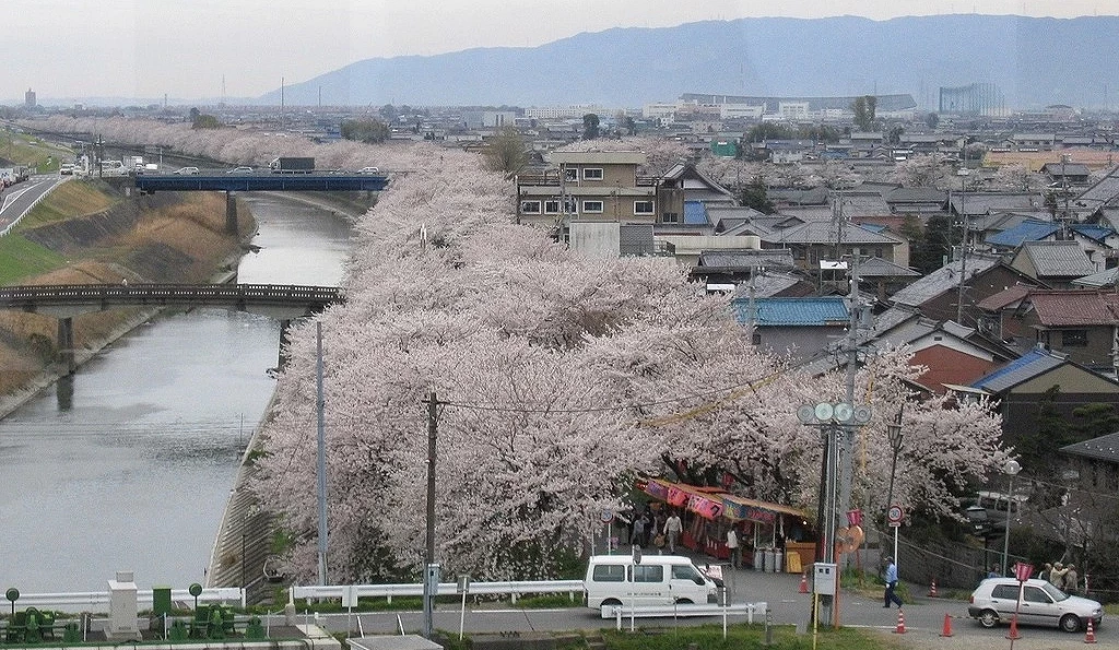 犀川堤岸沿線盛開的櫻花並木,櫻花沿河道綿延,遠方可見市街與山景