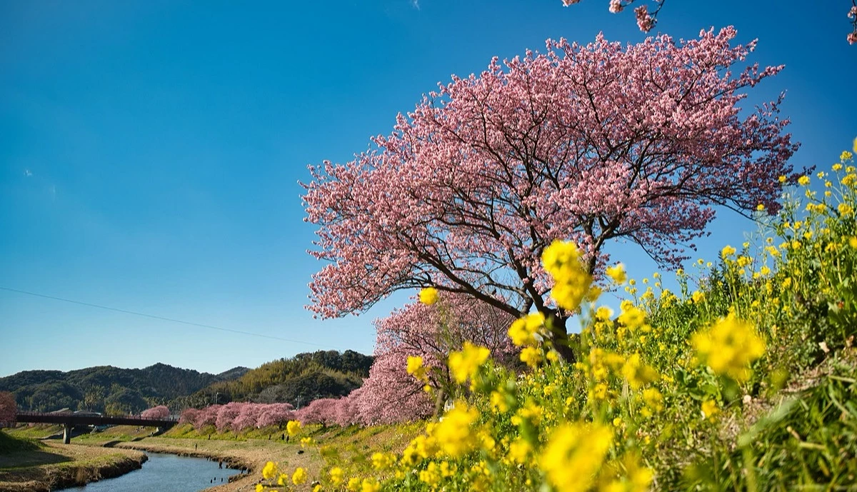 整排粉色櫻花沿著河堤盛開,最前方有黃色油菜花,後方是廣闊的藍天