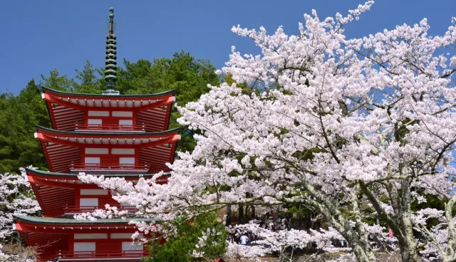 絕景不堪負荷！富士吉田市宣布停辦新倉山淺間公園櫻花祭