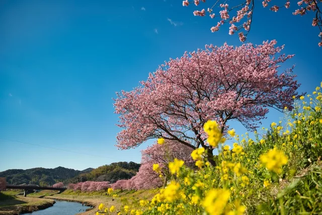 靜岡櫻花必去伊豆全景公園、愛知岩倉五條川櫻花綿延7公里：中部賞櫻40選