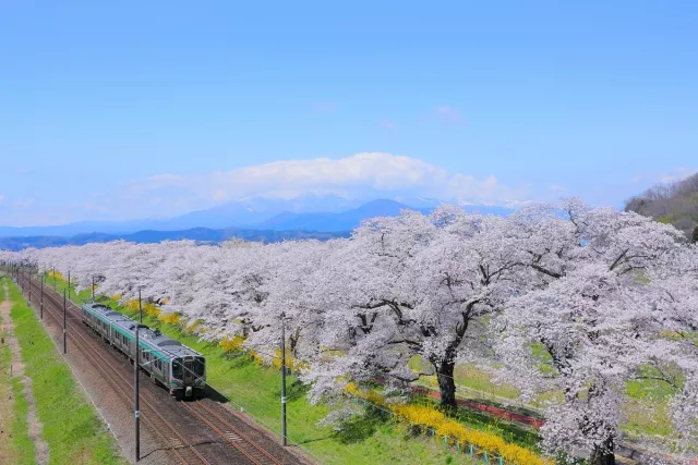 白石川堤一目千本櫻賞櫻攻略：最佳拍攝地點、交通方式、周邊美食