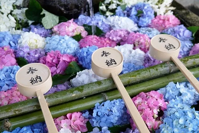 日本绣球花（紫阳花）攻略：鎌仓、京都、福冈30大名所、花语花期