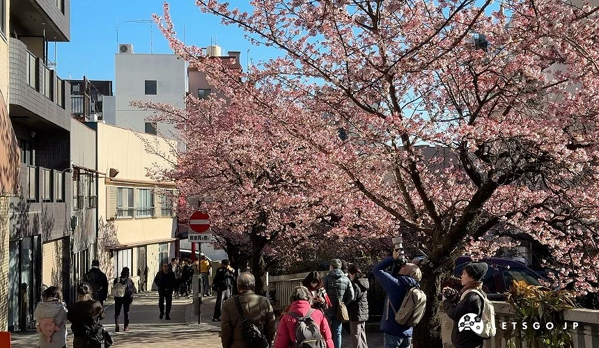 街道旁盛開的櫻花樹下聚集許多攝影者與行人
