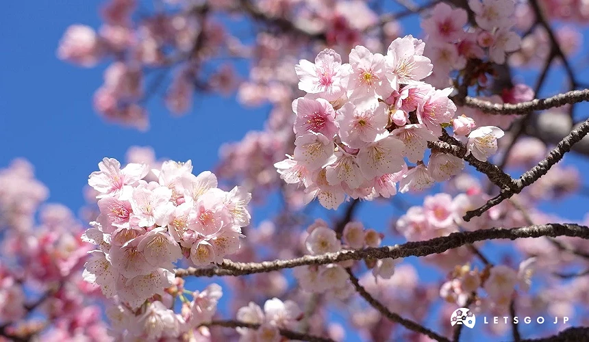 藍天背景下近距離拍攝簇擁綻放的粉色櫻花