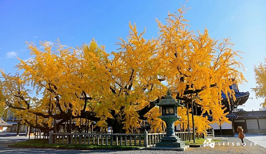樹齡超過400年的大銀杏