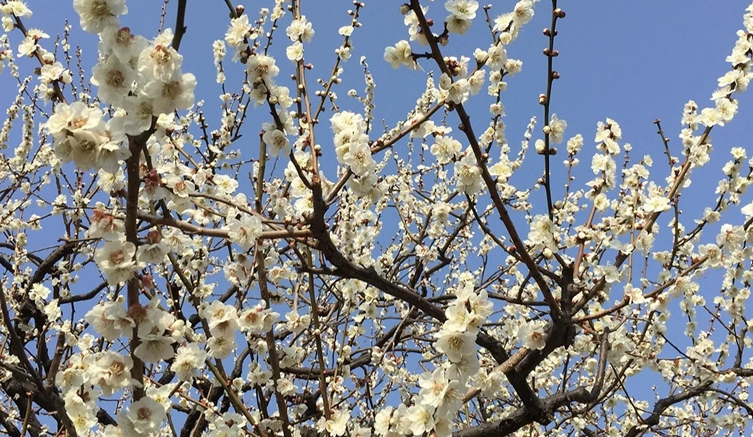 白梅花