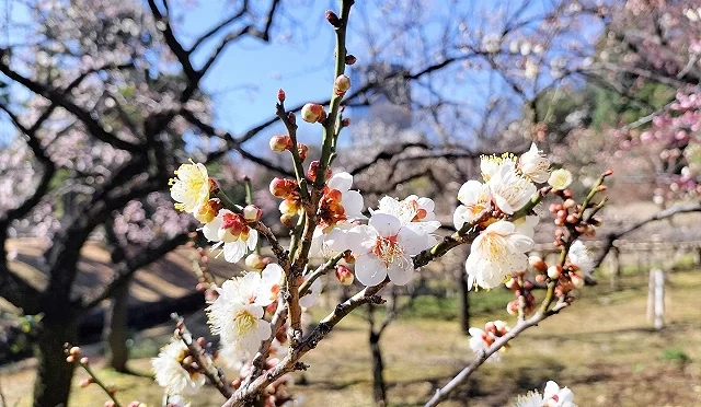 白梅花後面是公園