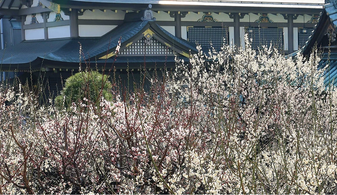 梅花背景是湯島天滿宮