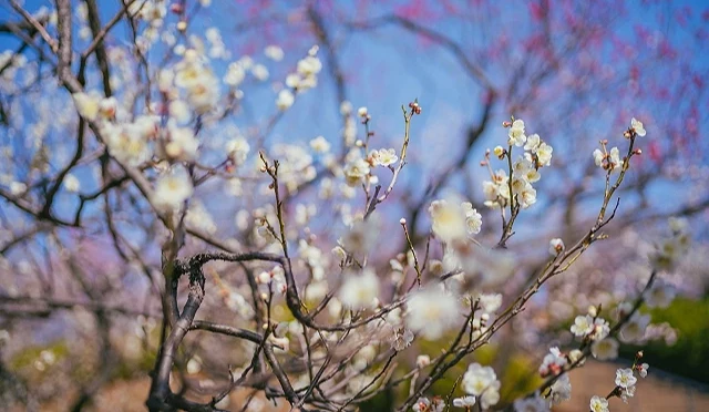 羽根木公園的白色梅花