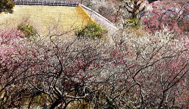 俯瞰京王百草園的梅花
