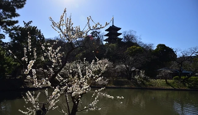 綻放在池畔的梅花