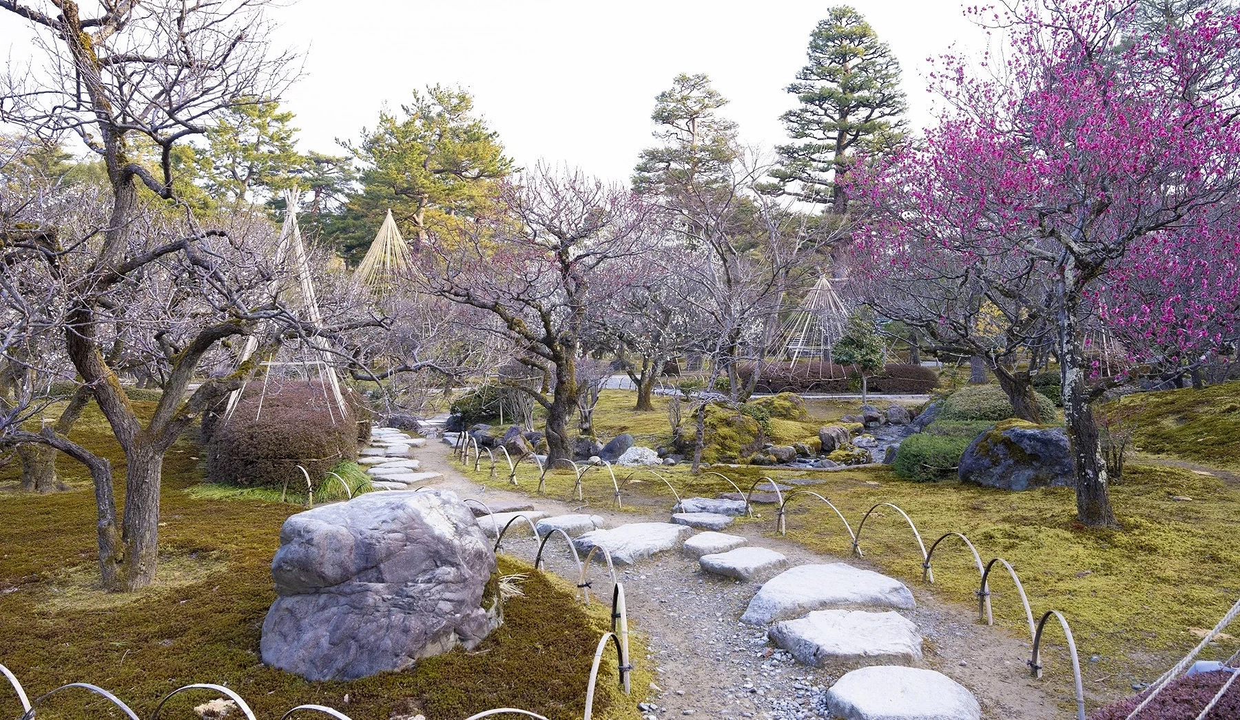 兼六園梅花庭園