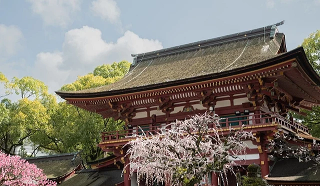 日本福岡太宰府天滿宮的雄偉神殿建築。神殿擁有厚實的茅葺屋頂與朱紅色的梁柱,前方正盛開著一株粉白相間的梅花樹。背景是晴朗的藍天白雲,陽光照耀在古老的建築與花瓣上