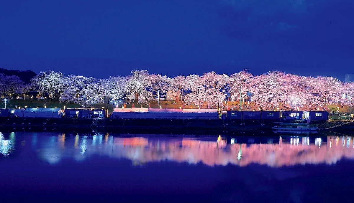 晚上的櫻花在點燈照射之下,倒映在河川上