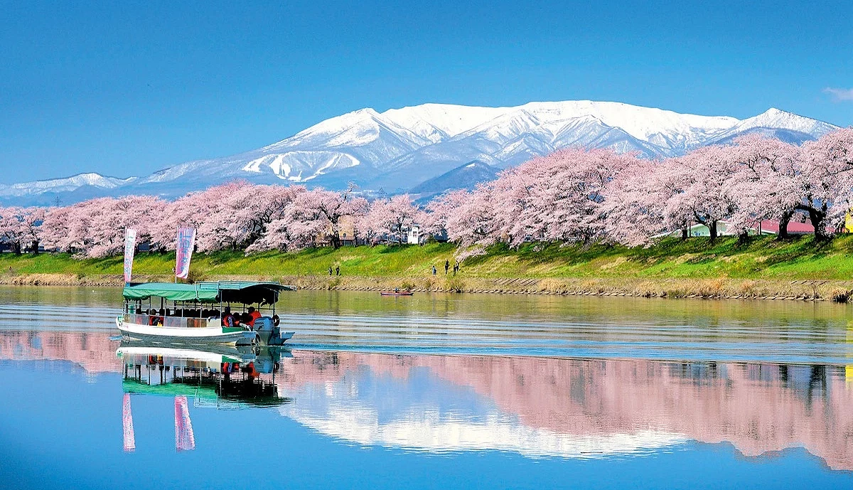 開滿櫻花的河岸與背後的白雪山脈,川上有一台屋形船