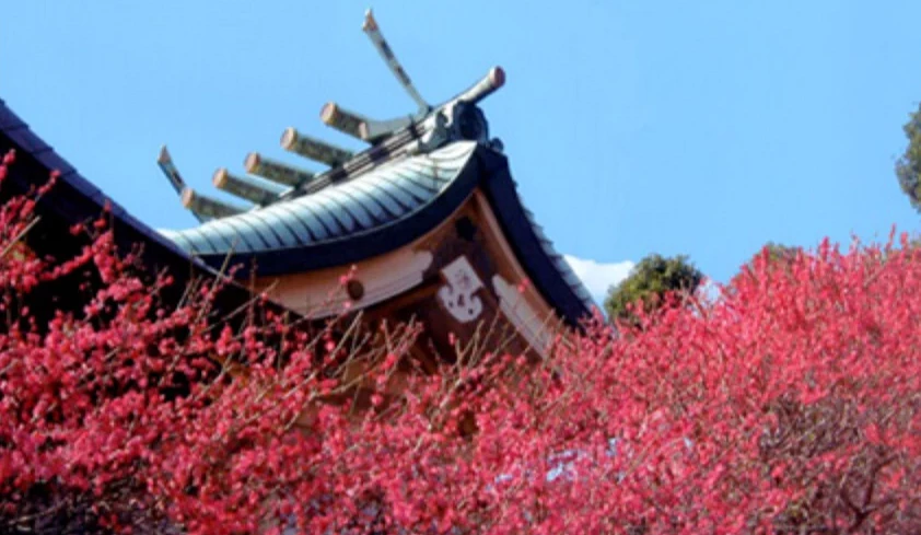 從下往上看梅花背景是牛天神北野神社