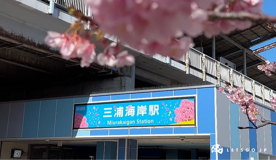 三浦海岸车站前盛开的粉红河津樱