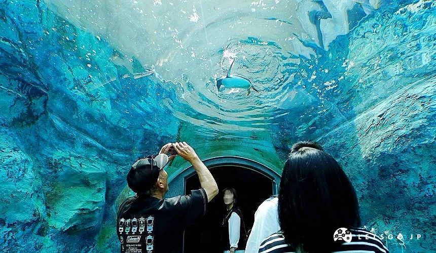 在地下水中隧道欣赏企鹅游泳之姿