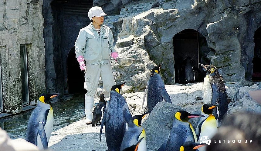 企鹅喂食秀