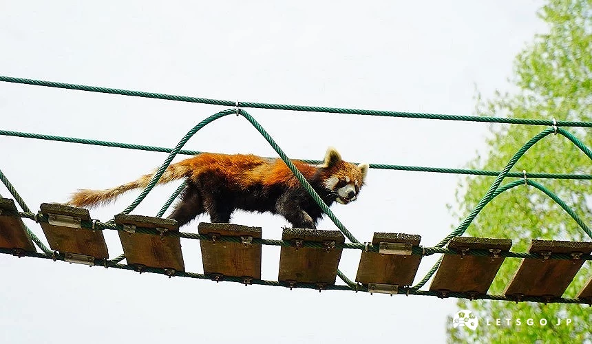在空桥散步的小熊猫姿态